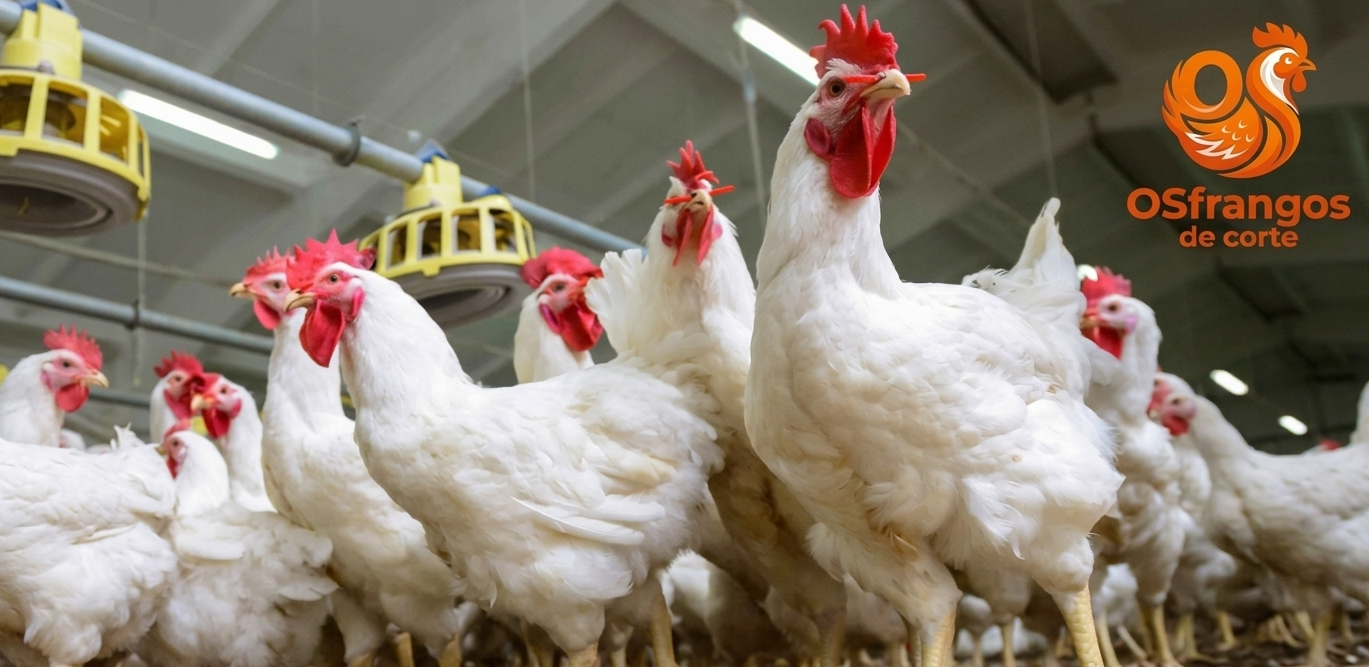 Frango Vivo